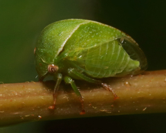 Spissistilus festinus