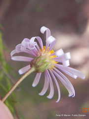 Afroaster pleiocephalus