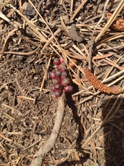 Disholcaspis acetabula