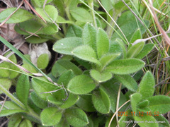 Afroaster pleiocephalus