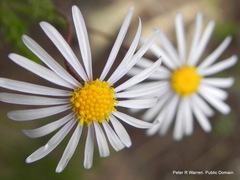 Afroaster pleiocephalus