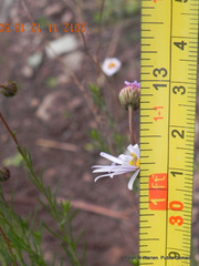 Afroaster pleiocephalus