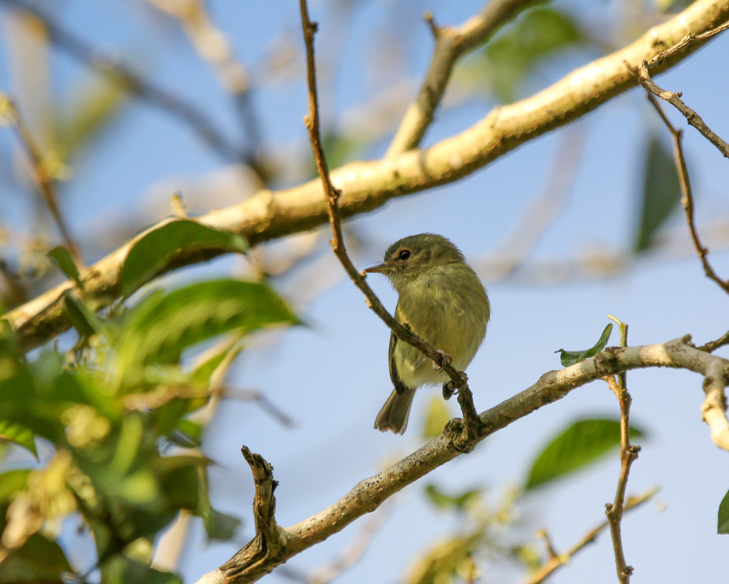 Bahia Tyrannulet