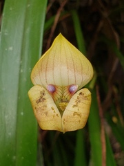 Maxillaria egertoniana