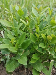 Convolvulus arvensis