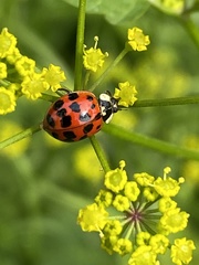 Harmonia axyridis