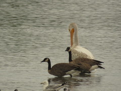 Branta canadensis