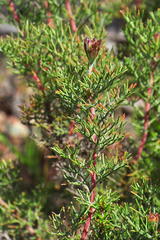 Serruria gremialis