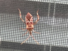 Leptoglossus occidentalis