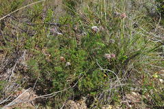Serruria gremialis
