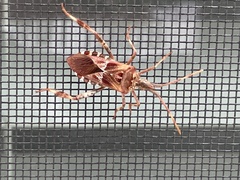 Leptoglossus occidentalis