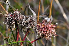 Serruria gremialis