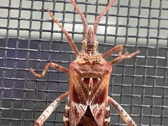 Leptoglossus occidentalis