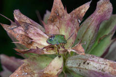 Nezara viridula