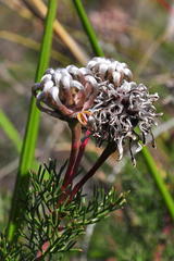 Serruria gremialis