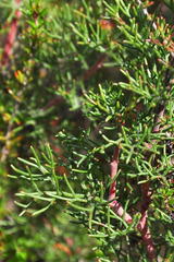 Serruria gremialis