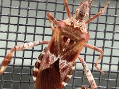 Leptoglossus occidentalis