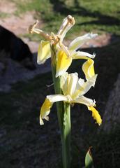 Iris orientalis