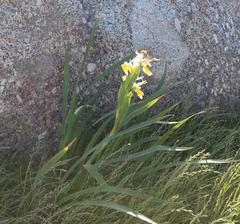 Iris orientalis