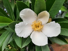 Gordonia lasianthus