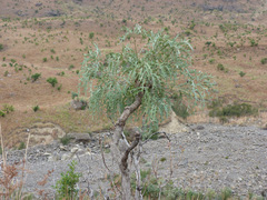 Cussonia paniculata