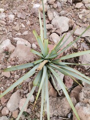 Yucca rigida