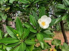 Gordonia lasianthus