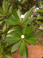 Gordonia lasianthus