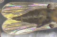 Hybotinae