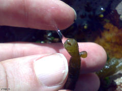 Splachnidium rugosum