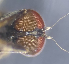 Hybotinae
