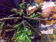 Splachnidium rugosum