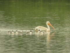 Pelecanus erythrorhynchos