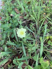 Oenothera humifusa