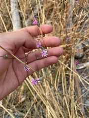 Lessingia leptoclada