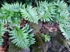 Polypodium macaronesicum azoricum