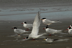 Yellow-Billed Tern photo 4