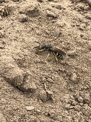 Philanthus lepidus