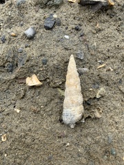 Batillaria attramentaria