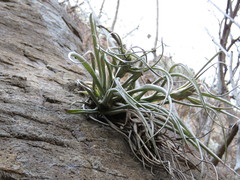 Tillandsia capitata