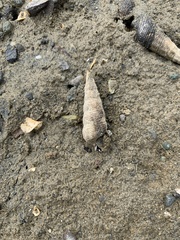 Batillaria attramentaria