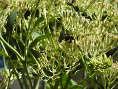 Xylocopa virginica