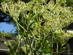 Xylocopa virginica