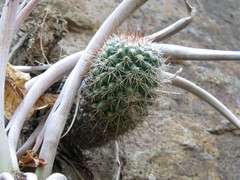 Mammillaria scrippsiana