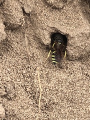 Philanthus lepidus