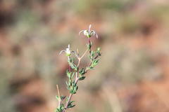 Wahlenbergia albens
