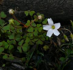 Oxalis dentata