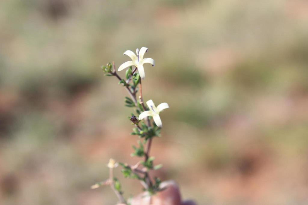 Pale Capebell