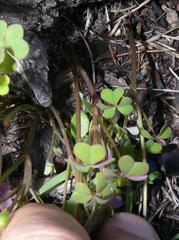 Oxalis dentata