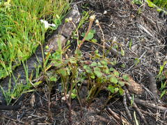Oxalis dentata